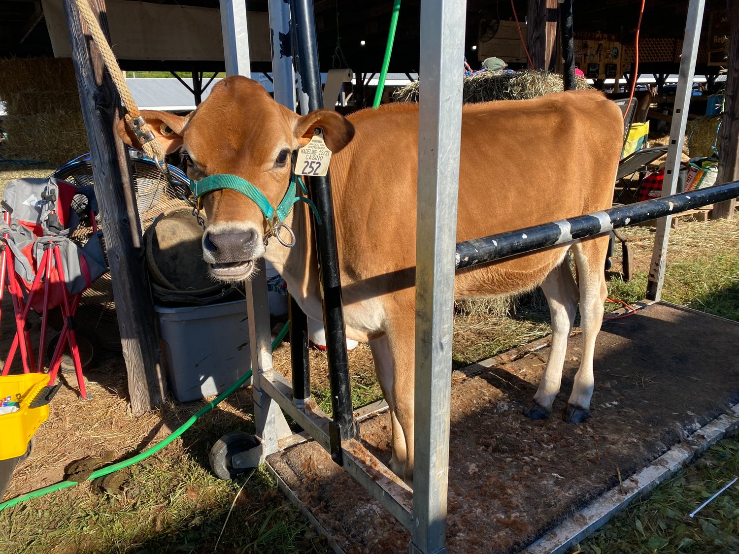 The Jersey Parish Show was held on Sunday, Aug. 14. Exhibitors readied their livestock, by bathing and clipping them, early in the morning.